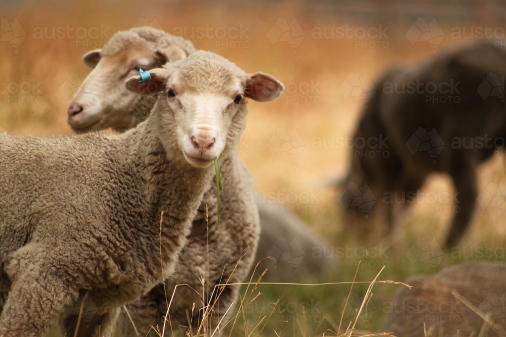 Sheep on overcast day - Australian Stock Image