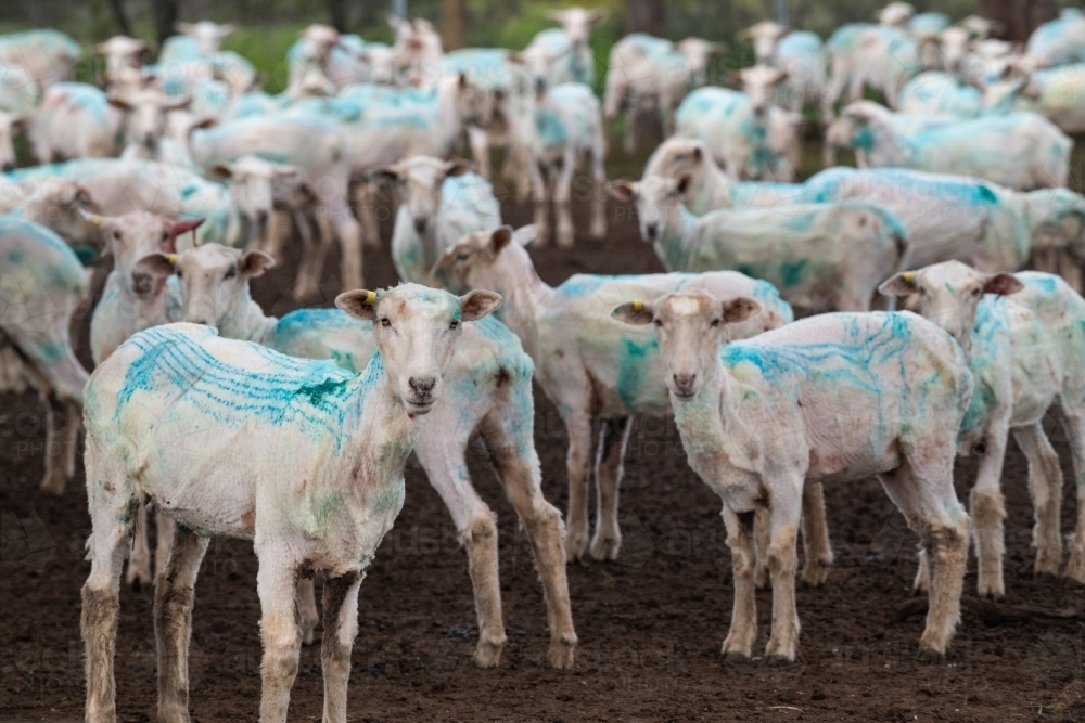 Sheep sheared with blue chemical insecticide to prevent blowfly - Australian Stock Image