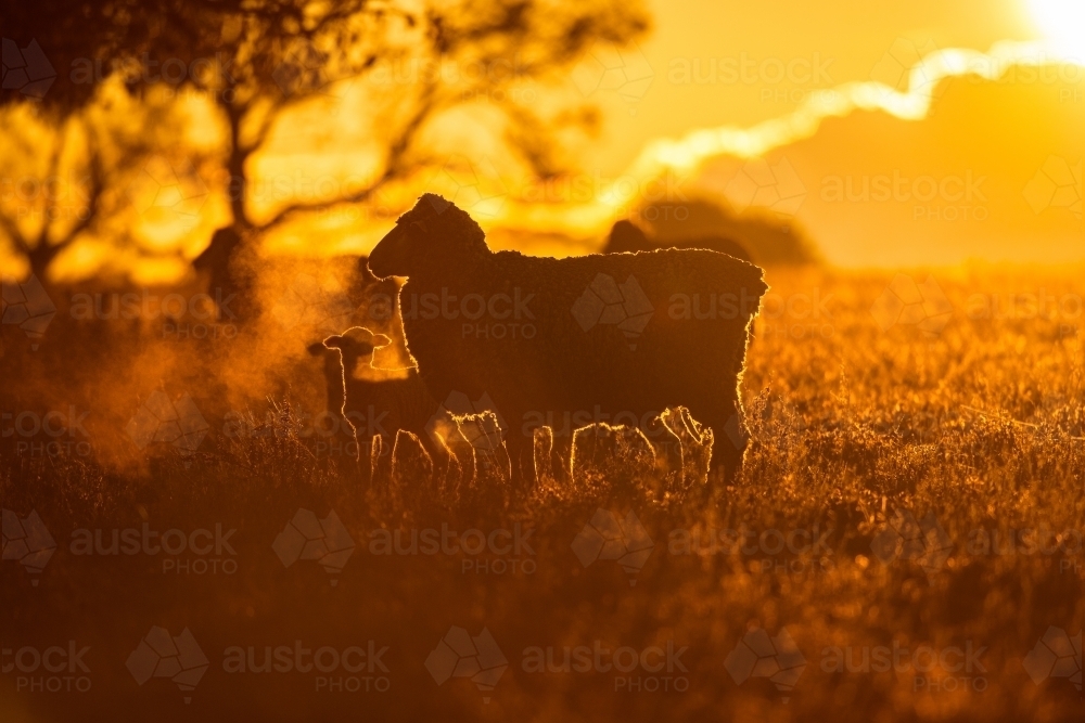 Sheep silhouettes at sunset in winter - Australian Stock Image