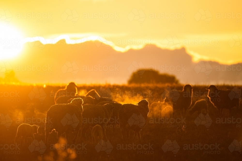 Sheep silhouettes at sunset in winter - Australian Stock Image