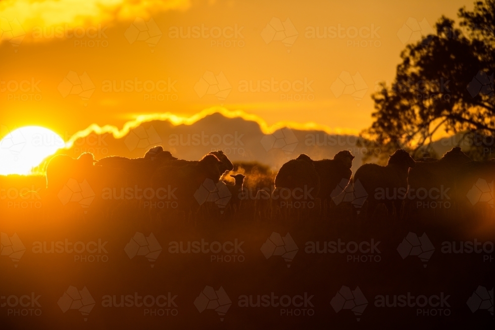 Sheep silhouettes at sunset in winter - Australian Stock Image