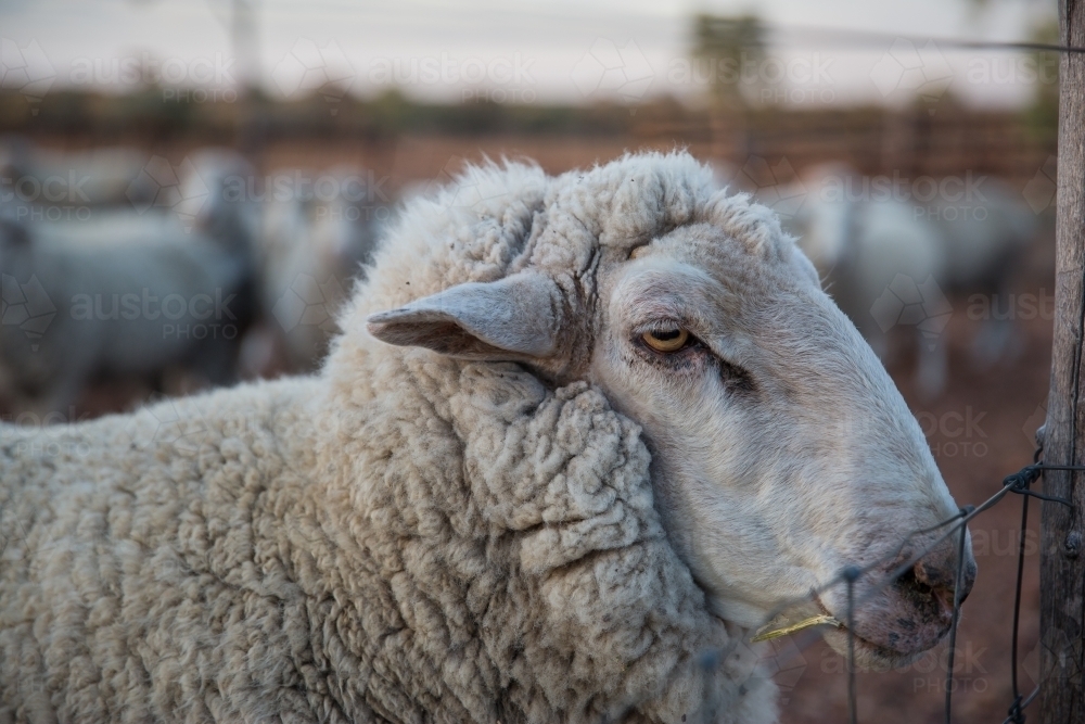 Sheep standing at fence - Australian Stock Image