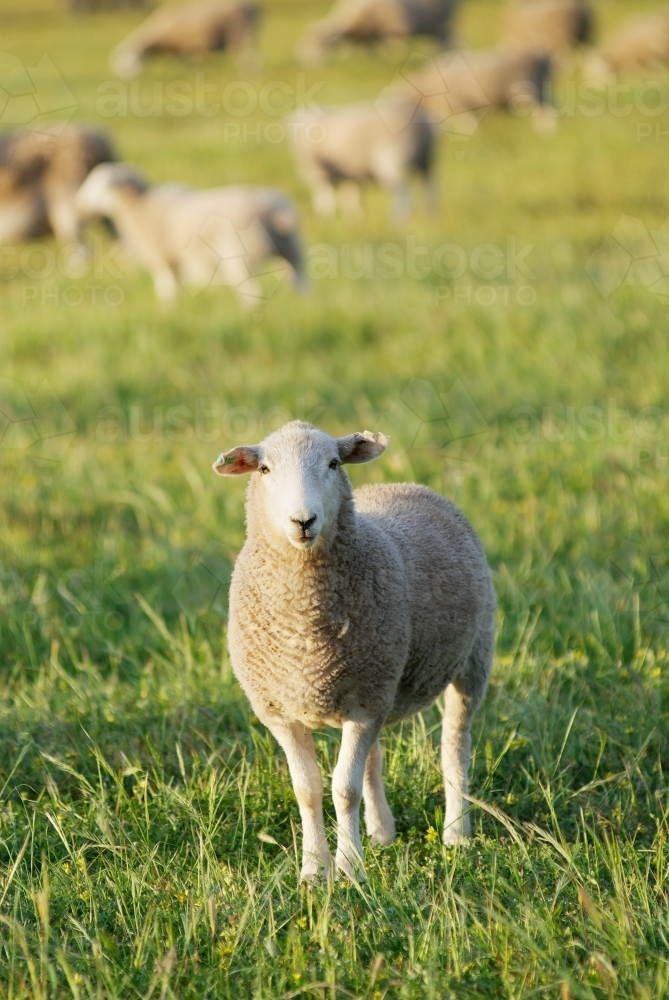 Sheep standing in a green grassy field in a paddock - Australian Stock Image