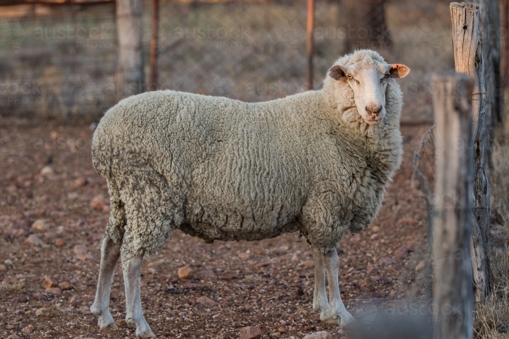 Sheep standing in yard - Australian Stock Image