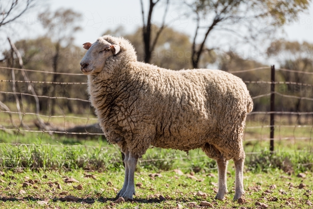 Sheep standing in yard - Australian Stock Image