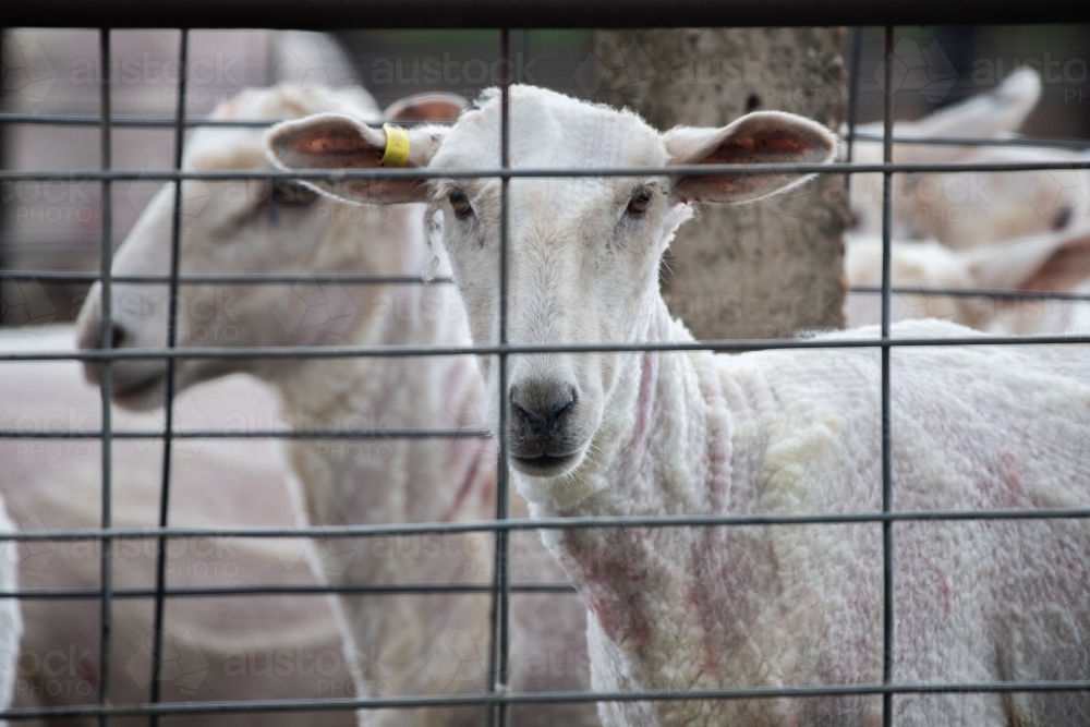 Sheep that has been shorn looking through a pen. - Australian Stock Image