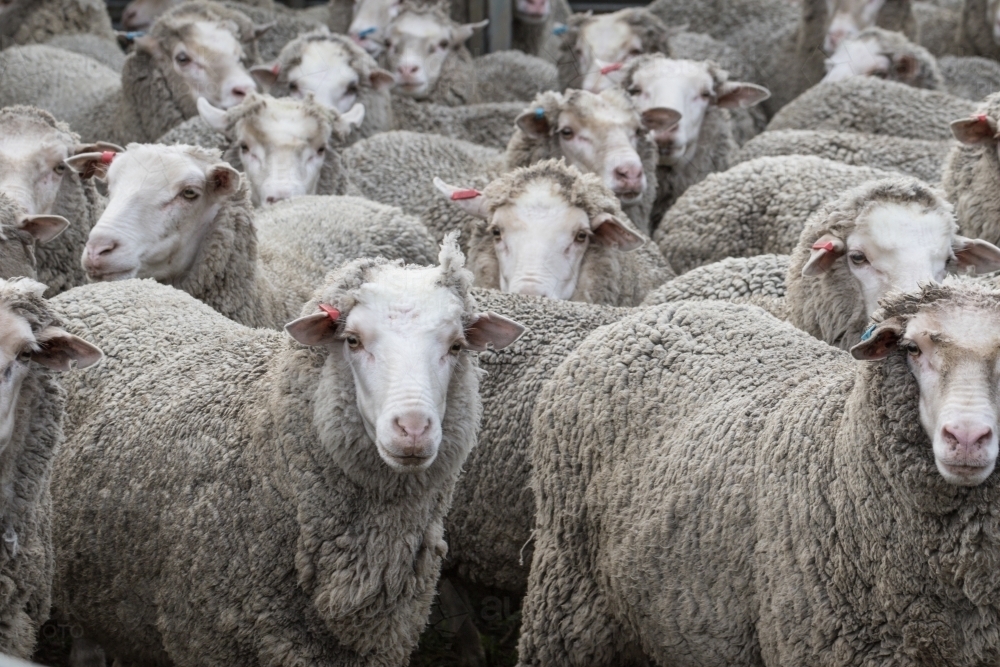 Sheep that have had haircuts - Australian Stock Image