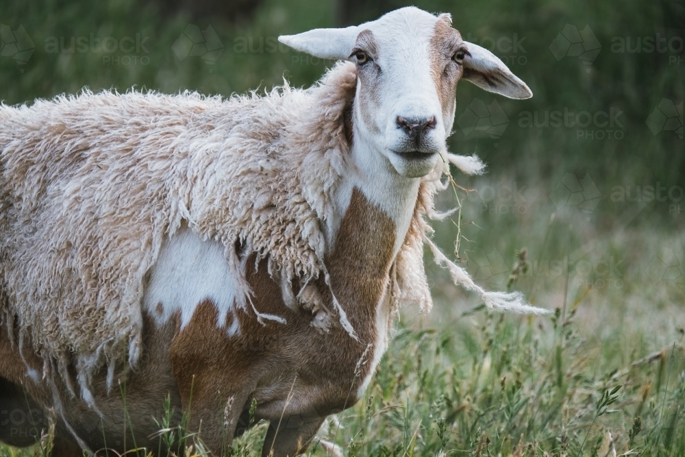 Sheep that looks like a goat shedding its fleece. - Australian Stock Image