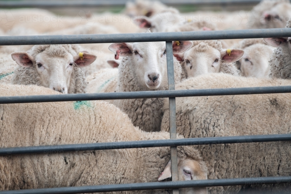 Sheep together in a pen waiting to be shorn. - Australian Stock Image