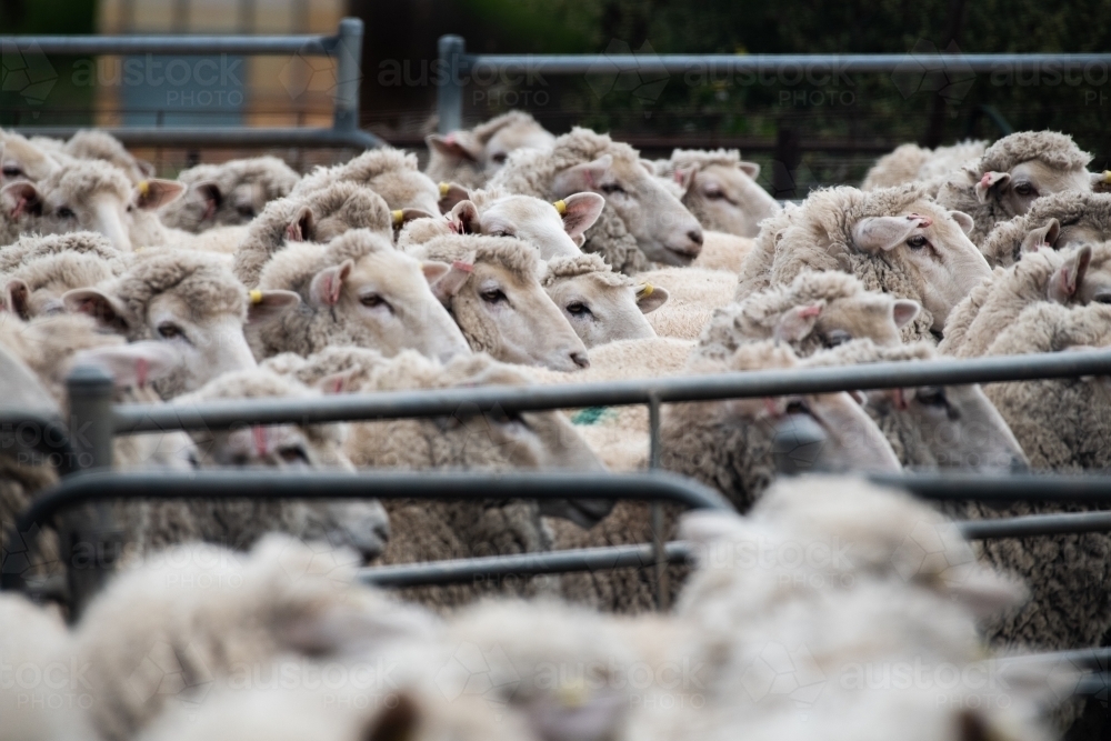 Sheep together in a pen waiting to be shorn. - Australian Stock Image