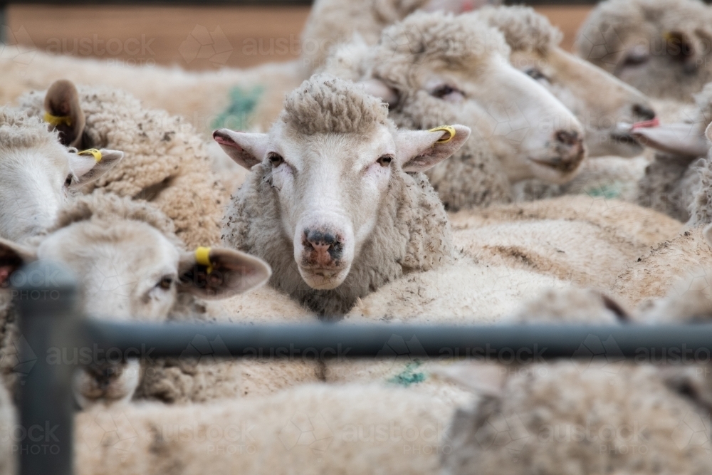 Sheep together in a pen waiting to be shorn. - Australian Stock Image