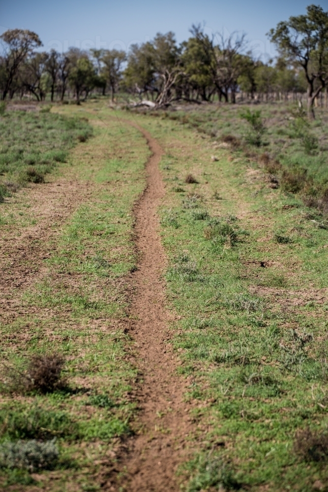 Sheep track following a road - Australian Stock Image