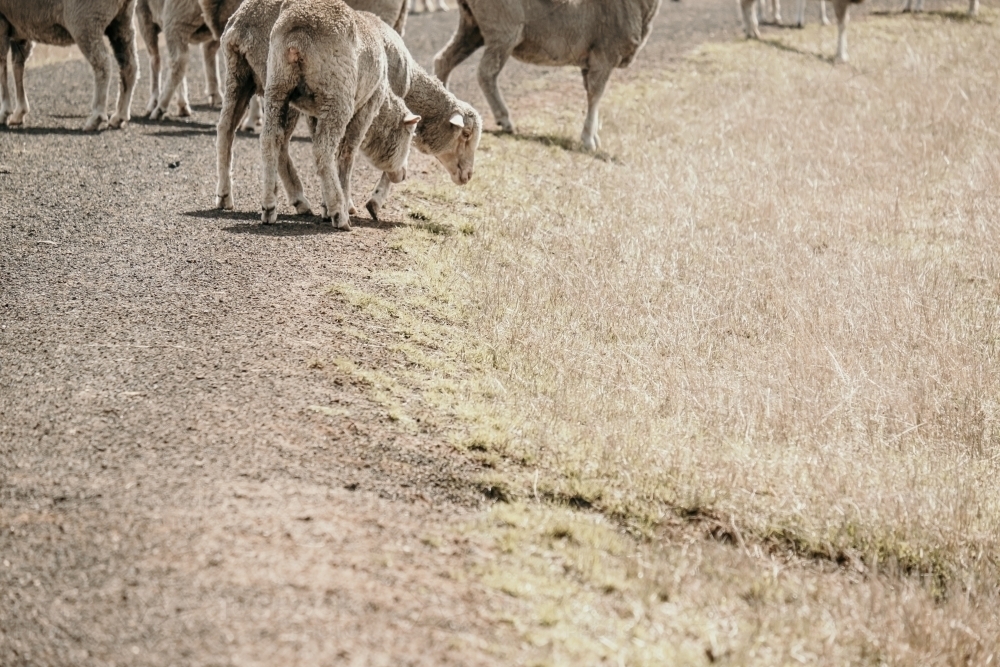 Sheep walking on a track - Australian Stock Image