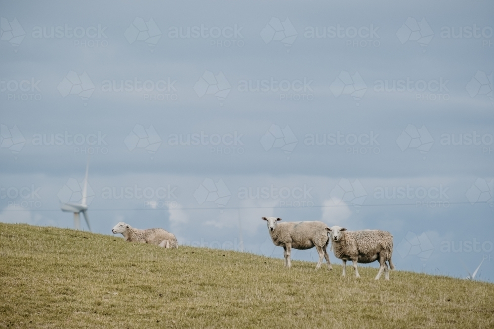 Sheep with wind towers. - Australian Stock Image