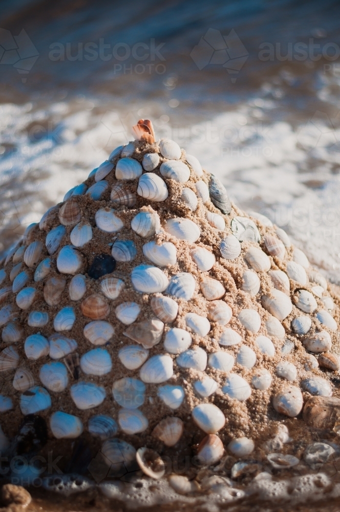 Shell Sculpture, Brighton Beach, Melbourne - Australian Stock Image