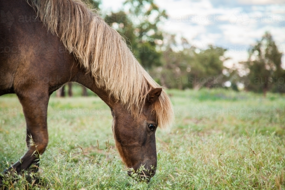 Shetland pony eating grass in a paddock - Australian Stock Image