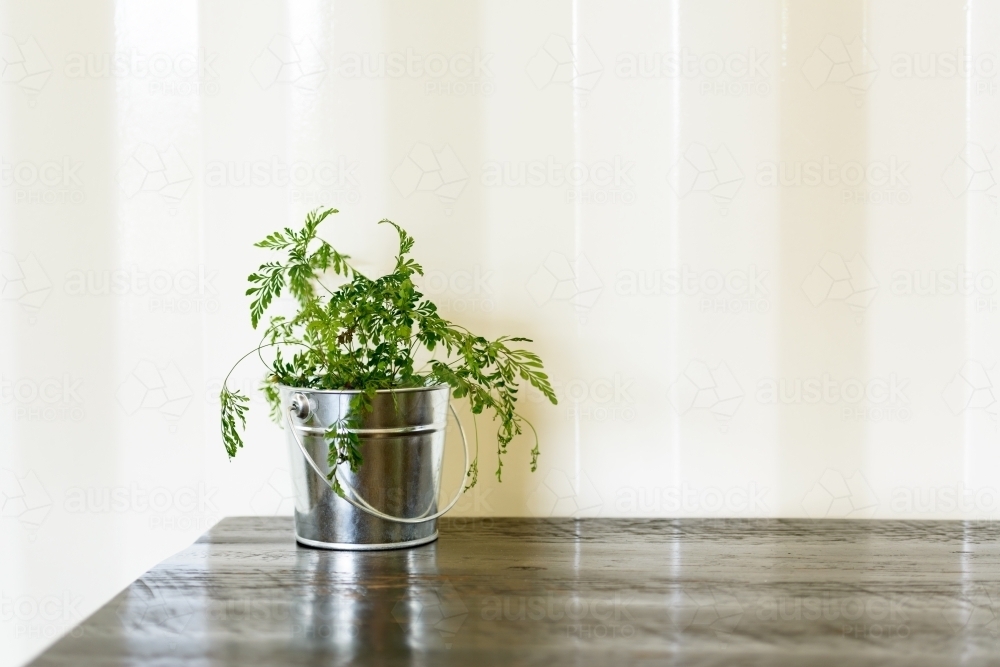 Shiny metal bucket with green ferns against a cream background - Australian Stock Image