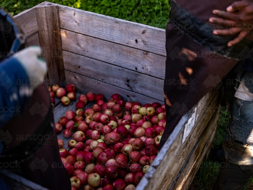 Shiny Red Apples in an wooden bin in fruit Orchard - Australian Stock Image