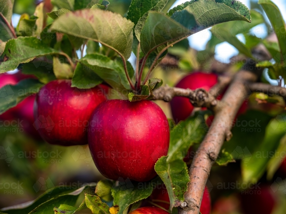 Shiny red apples on an fruit tree in the orchard - Australian Stock Image