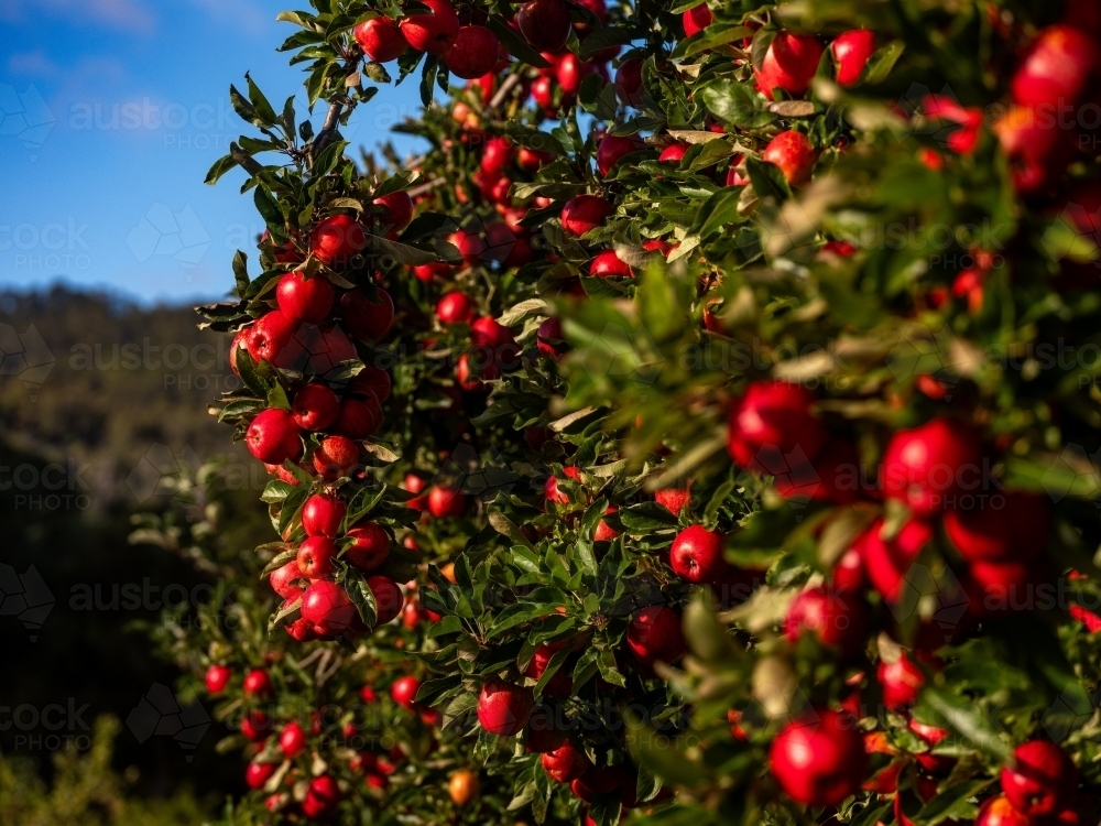 Shiny Red Apples on Apple Trees in an fruit Orchard on a sunny morning - Australian Stock Image