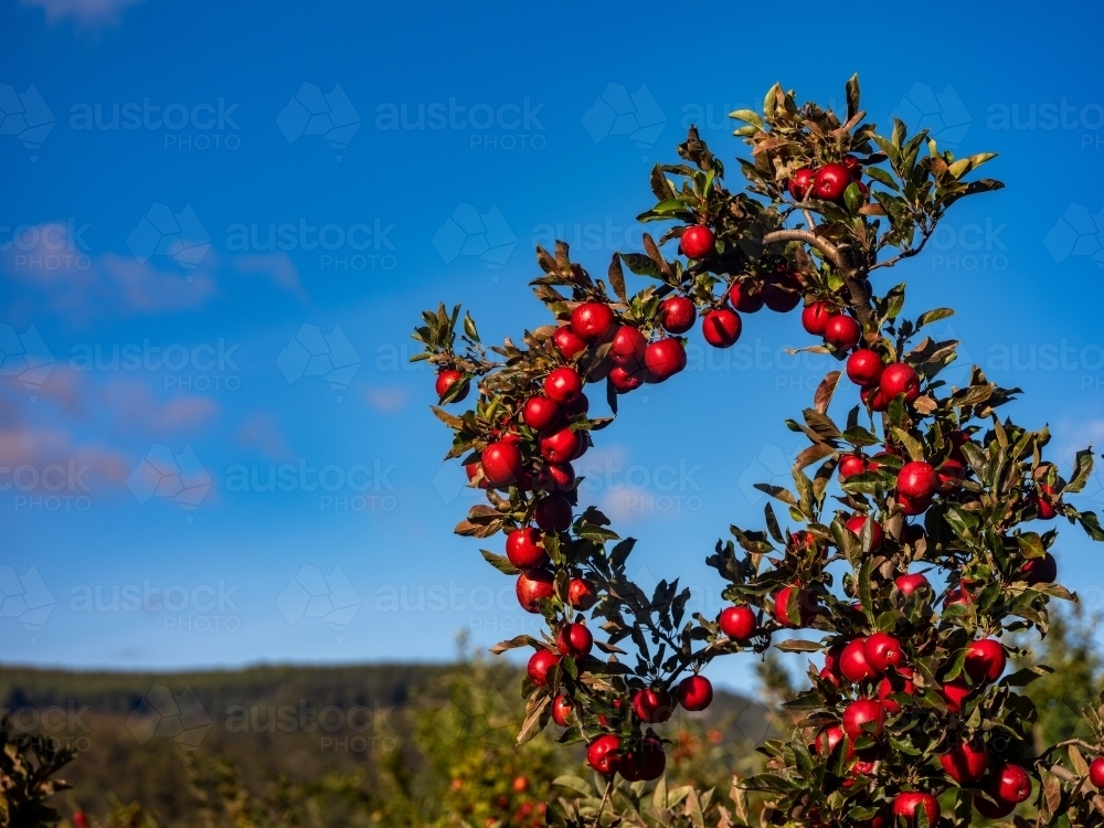 Shiny Red Apples on Tree branch in fruit Orchard on a sunny morning - Australian Stock Image