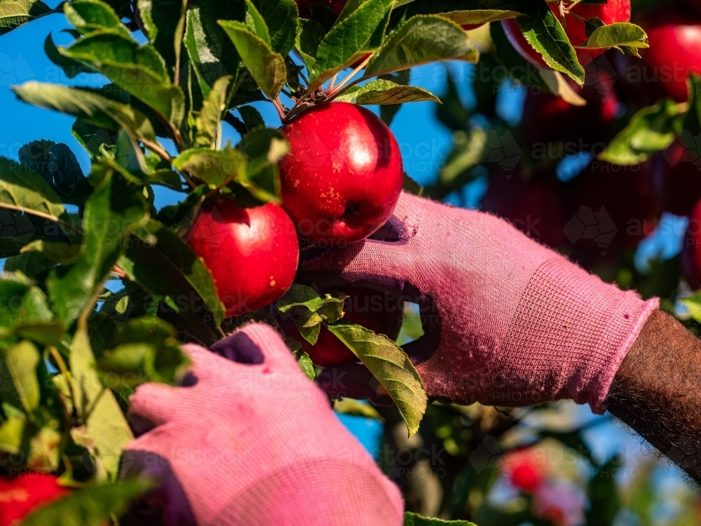 Shiny red apples picked from the tree by a fruit picker - Australian Stock Image