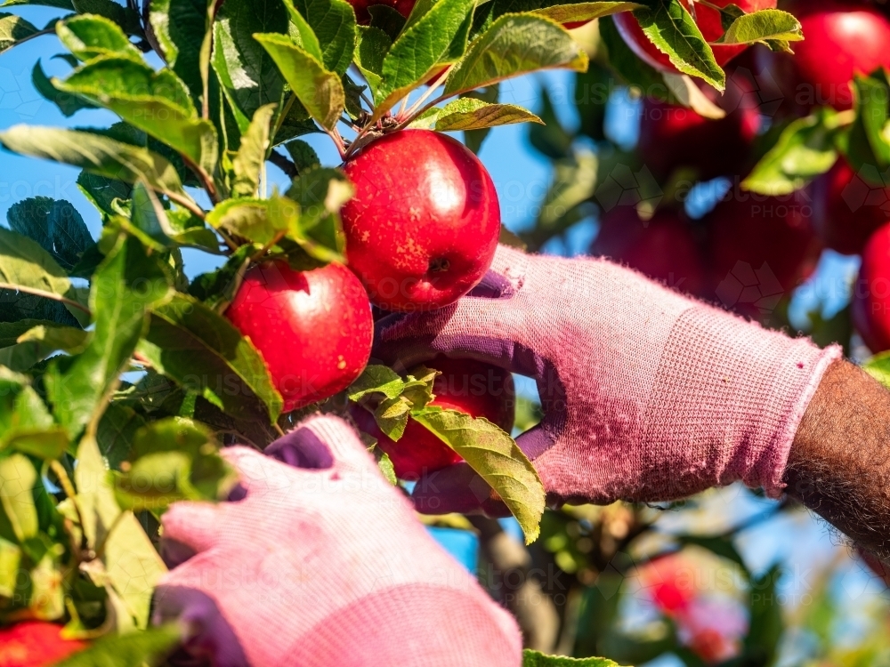 Shiny red apples picked from the tree by a fruit picker - Australian Stock Image