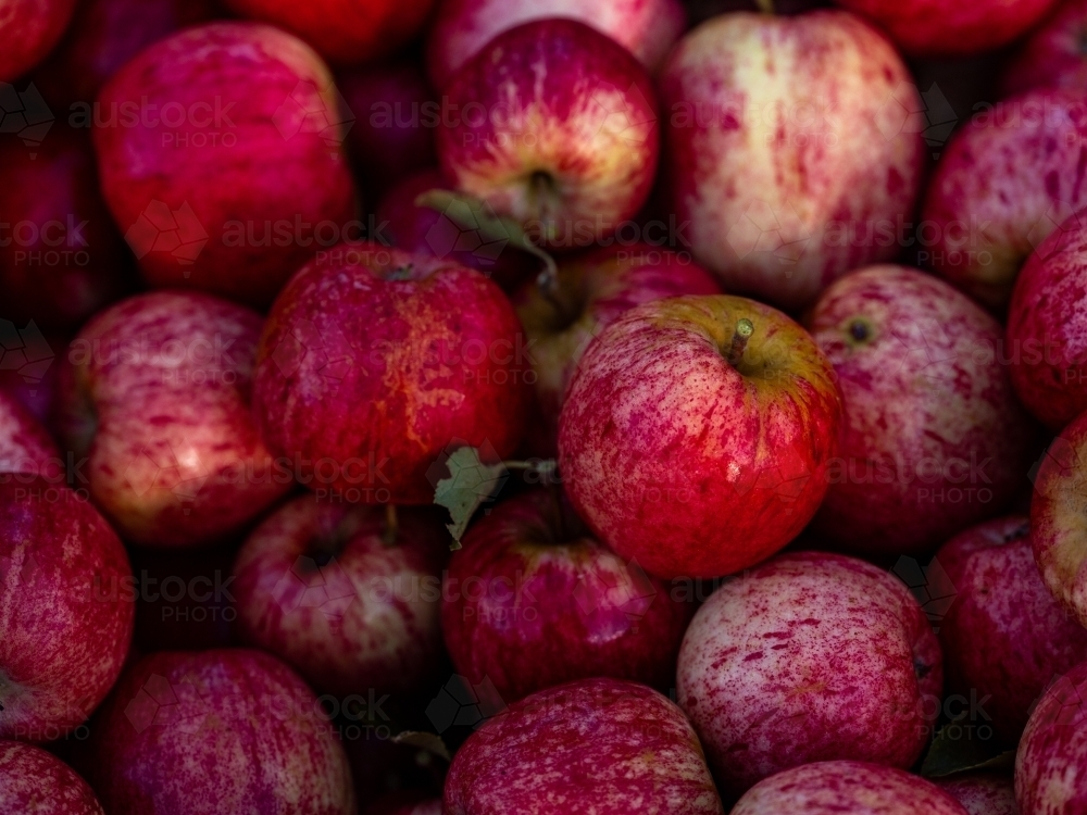 Shiny Red Apples piled up in a fruit bin - Australian Stock Image