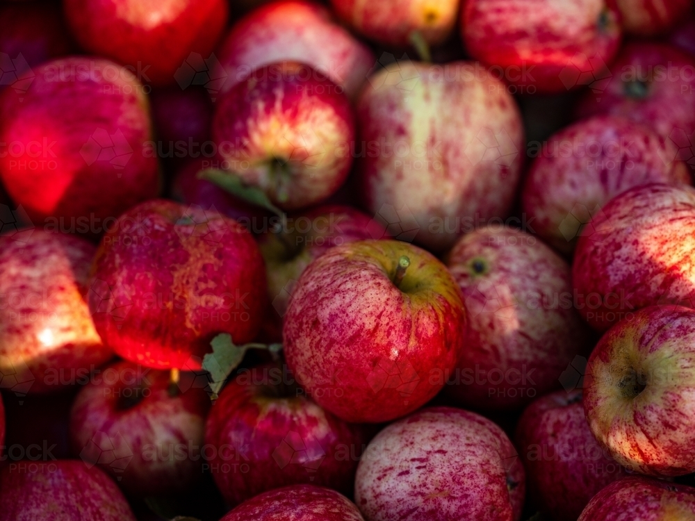 Shiny Red Apples piled up in a fruit bin - Australian Stock Image