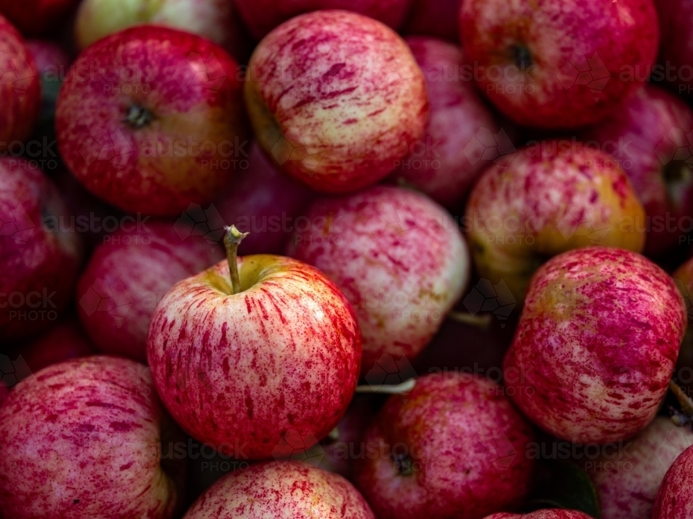 Shiny Red Apples piled up in a fruit bin - Australian Stock Image