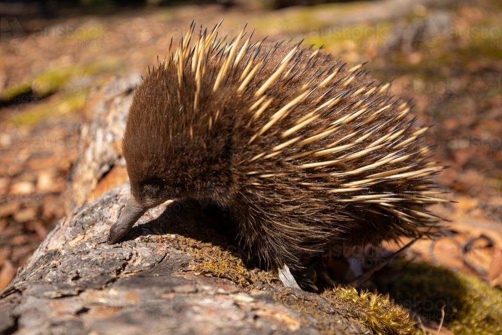 Short-beaked Echidna - Australian Stock Image
