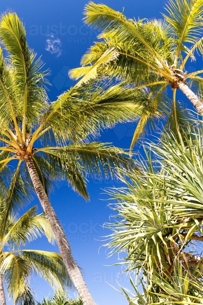 Shot upwards of palm trees against a clear sky - Australian Stock Image