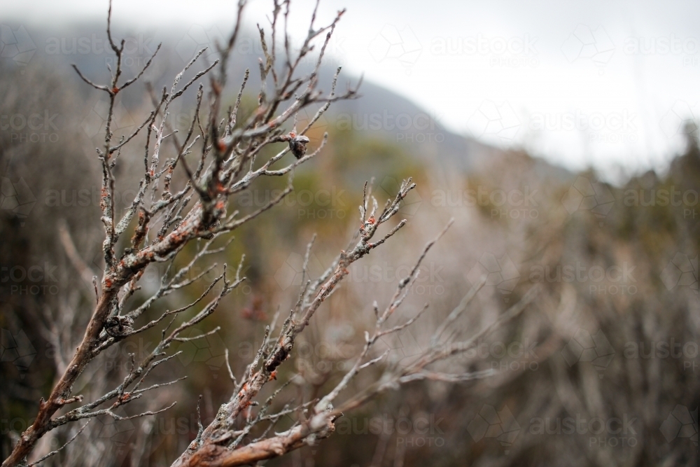 Shrubs and trees, Tasmania - Australian Stock Image