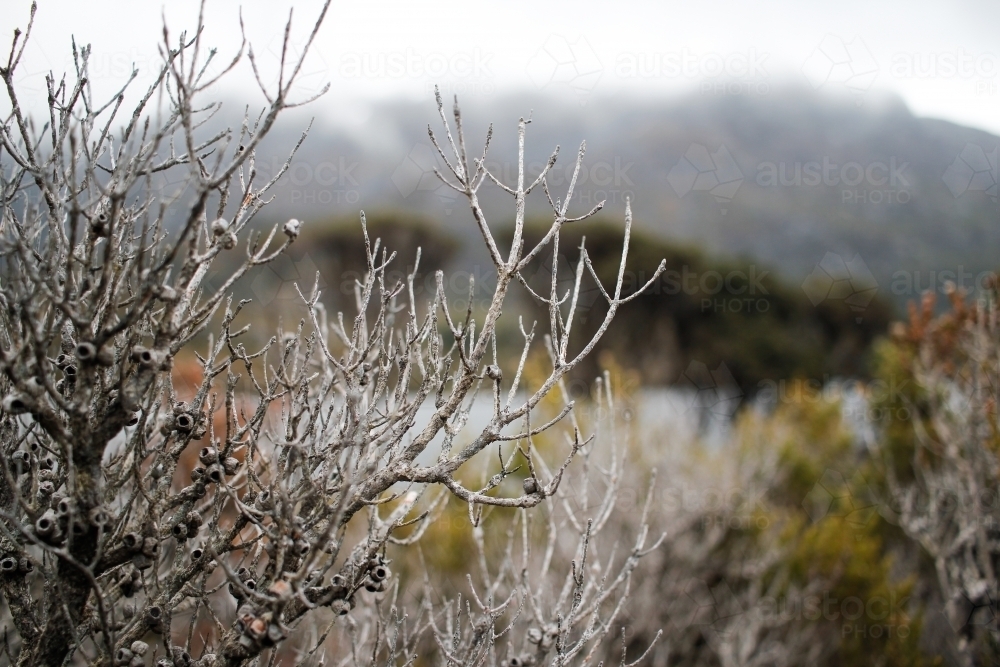 Shrubs and trees, Tasmania - Australian Stock Image