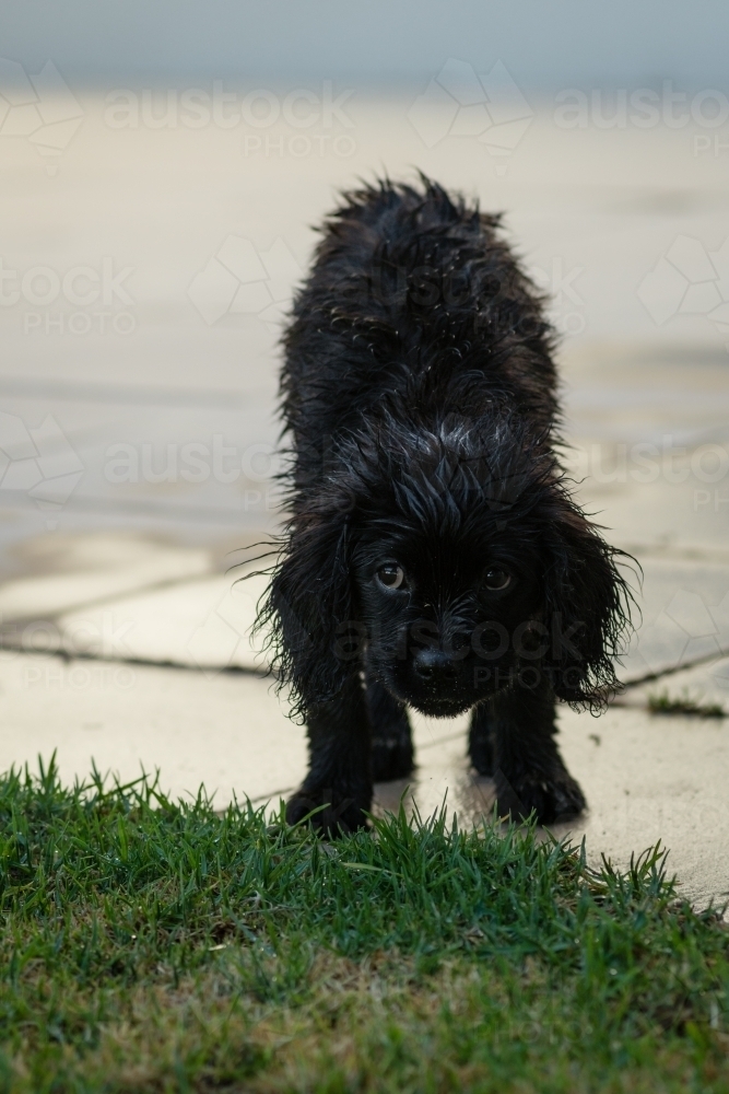 shy little black spoodle dog - Australian Stock Image