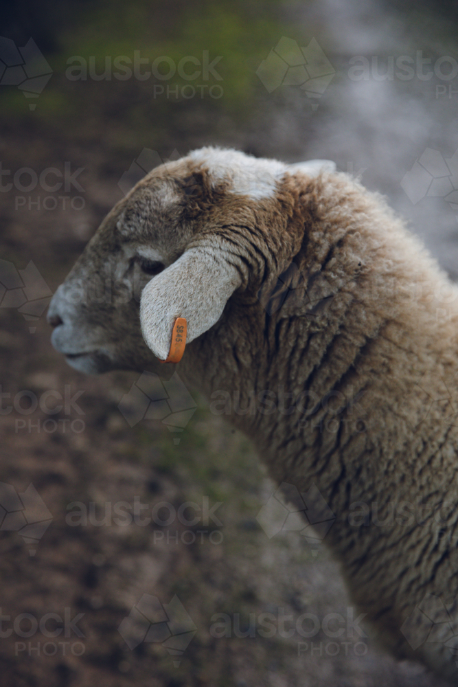 Side profile of a sheep with ear tag - Australian Stock Image