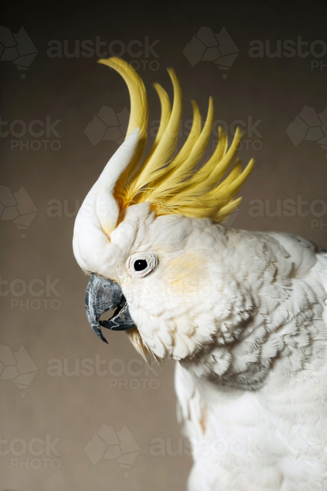 Side profile of a sulphur-crested cockatoo - Australian Stock Image