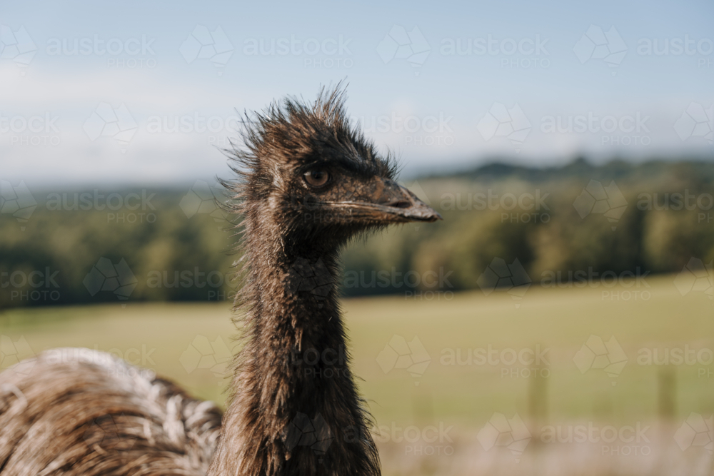 Side profile of an emu head under the sun. - Australian Stock Image