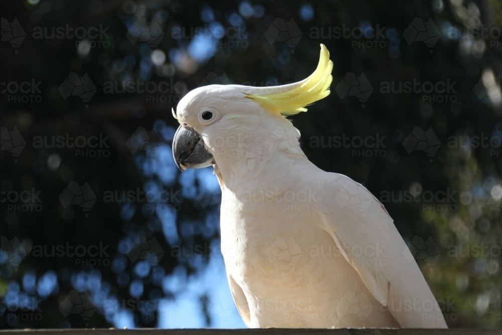 Side profile of sulphur-crested cockatoo - Australian Stock Image