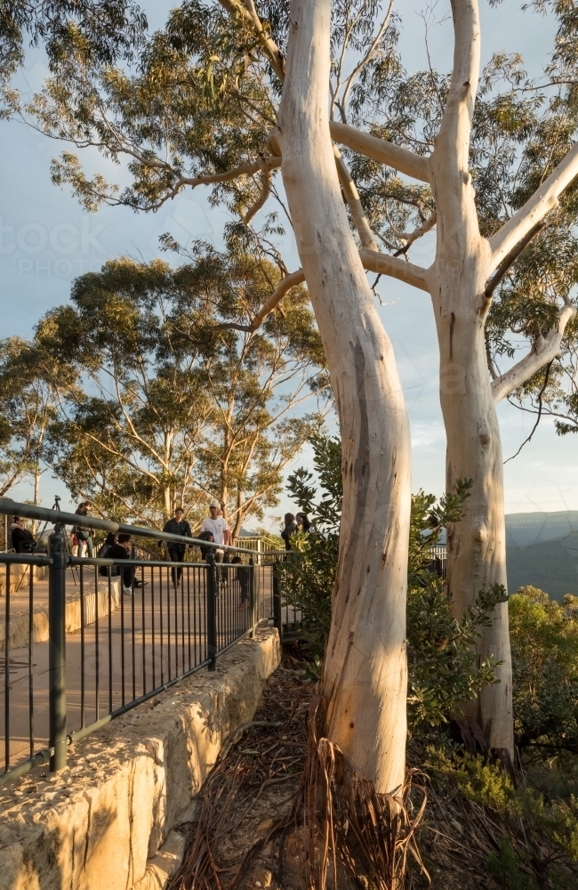 Side view of concrete pathway through bushland, with gumtrees and distant walkers - Australian Stock Image