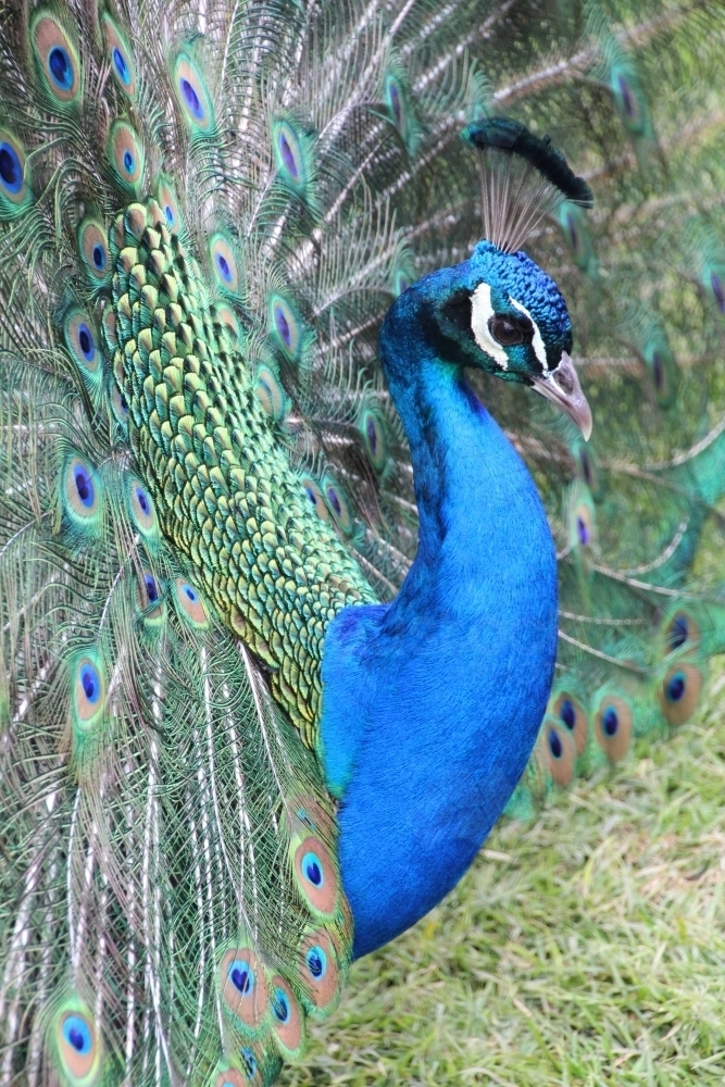 Side view of male peacock on display - Australian Stock Image