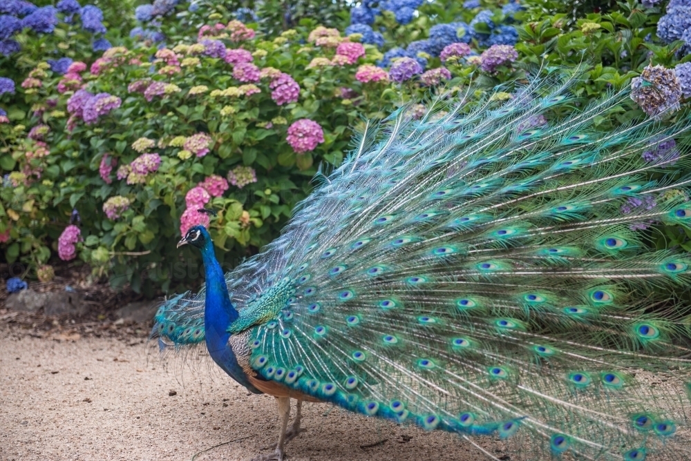 Sideview of Peacock - Australian Stock Image