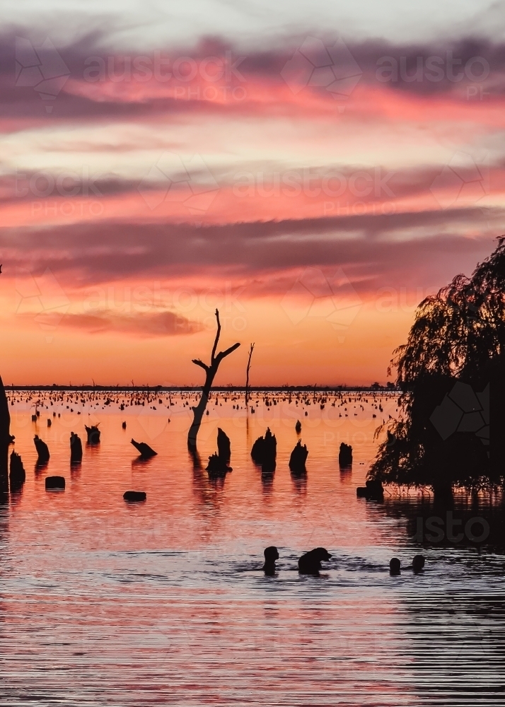 Image of Silhouette image of children and dog swimming at Kow Swamp ...