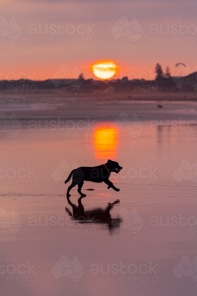 Silhouette of a dog running on a beach and a colourful sunset - Australian Stock Image