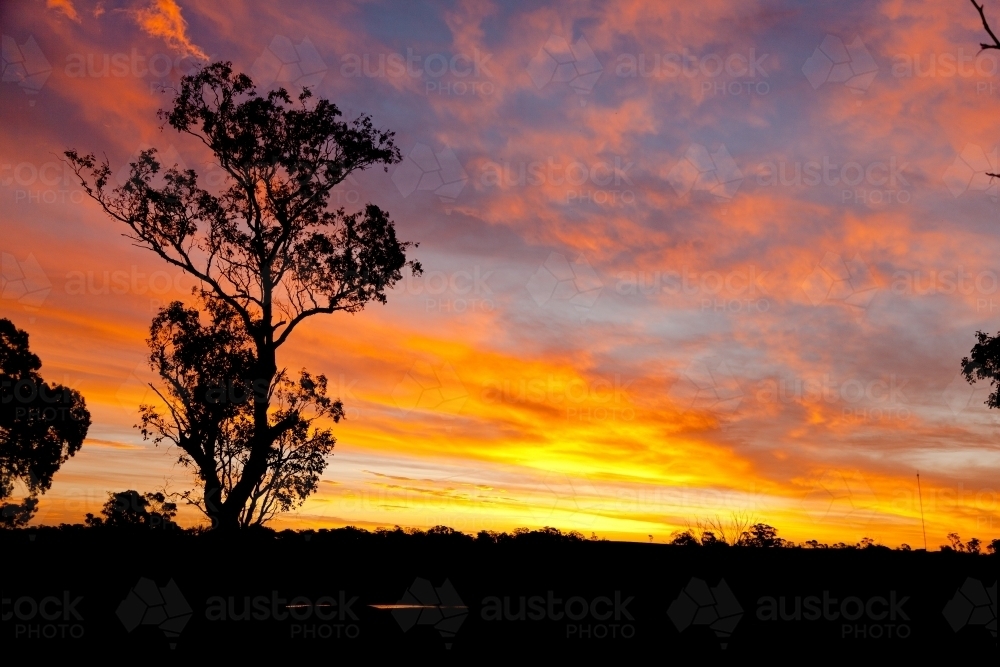 Silhouette of a gum tree against a dramatic sunset with clouds - Australian Stock Image