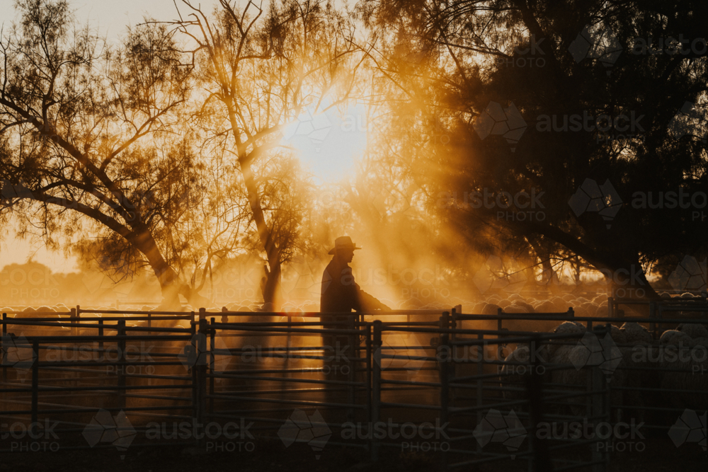 Silhouette of man in yards at sunrise with golden light - Australian Stock Image