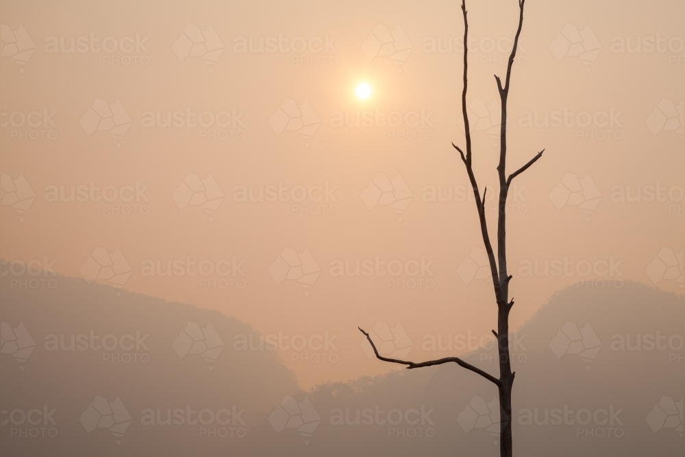 Silhouette of tall dead tree against orange smokey sky and weak sun - Australian Stock Image