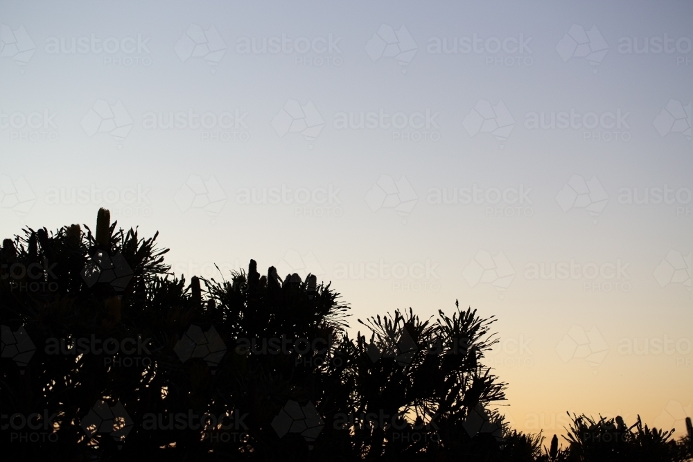 Silhouette of top of banksia tree against dusk sky - Australian Stock Image