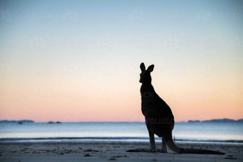 Silhouette shot of a wallaby on a beach during sunset/sunrise - Australian Stock Image