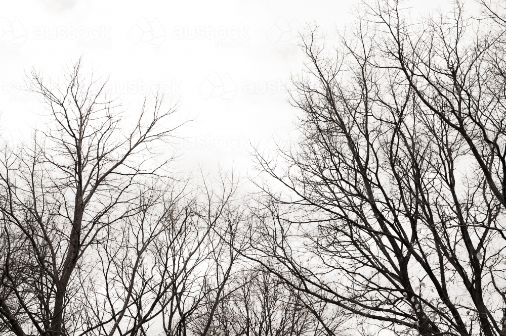 silhouetted winter trees with grey skies and no leaves - Australian Stock Image